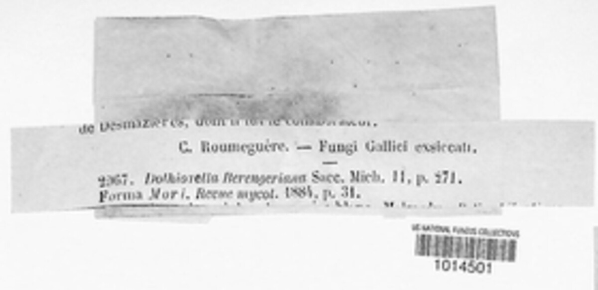 Leptodothiorella berengeriana image